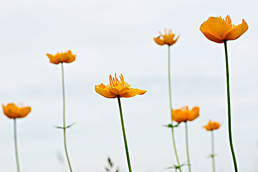 野花