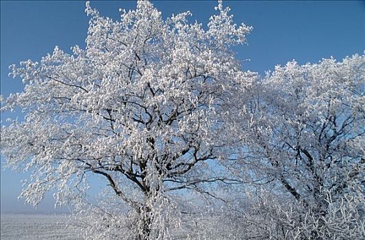 白霜,遮盖,桤木,下萨克森,德国,普通赤杨