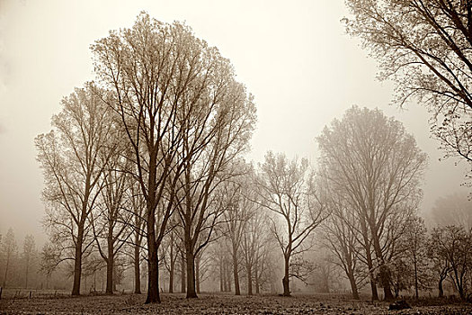 树,雾,德国,北莱茵威斯特伐利亚
