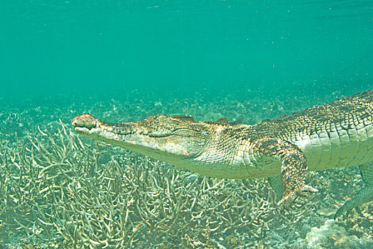 咸水鳄,湾鳄,洛克群岛,帕劳,密克罗尼西亚,西部,太平洋