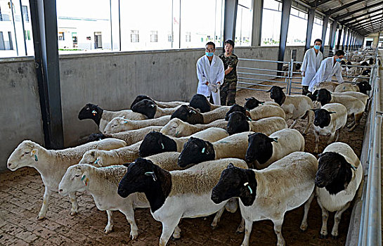 黑萨羊产业