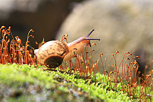 蜗牛微距春天