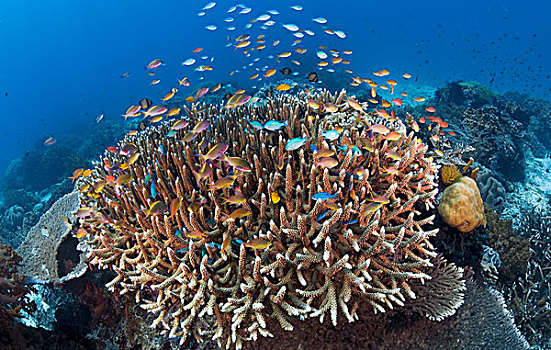 印度尼西亚,四王群岛,不同,珊瑚礁,海洋,生态系统