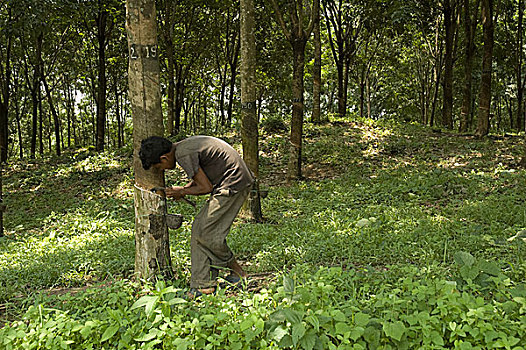 一个,男人,水龙头,橡胶树,收集,乳胶,产生,橡胶,孟加拉,六月,2008年