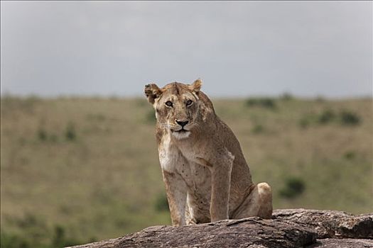 雌狮,狮子,坐,石头,马赛马拉国家保护区,肯尼亚