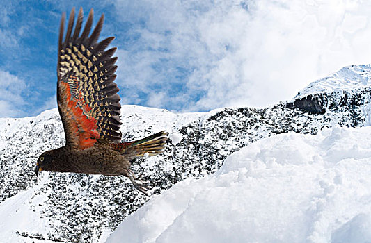 食肉鹦鹉,啄羊鹦鹉,飞起,展示,色彩,翼,新西兰