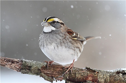 鸟,雪中