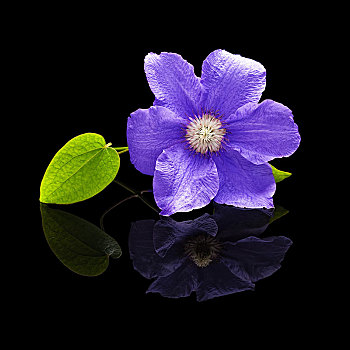 花,铁线莲,紫色,黑色背景,背景,隔绝