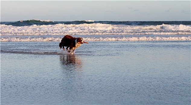 博德牧羊犬,宠物,狗,跑,波浪,海滩,棍