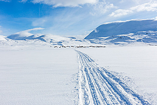 痕迹,雪地车,雪地,省,拉普兰,瑞典,斯堪的纳维亚,欧洲