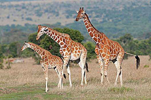 网纹长颈鹿,长颈鹿,家庭,肯尼亚