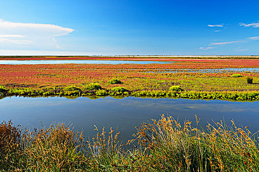 湿地,夏天,卡马格,罗讷河口省,法国
