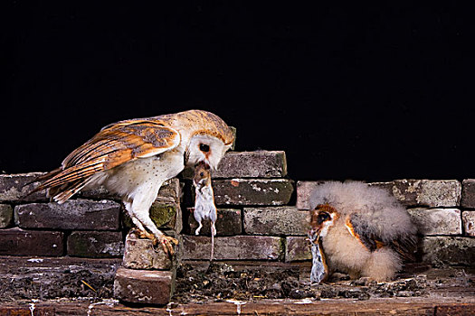 仓鸮,喂食,幼禽,荷兰