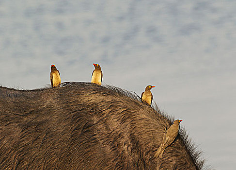 红嘴牛椋鸟,背影,南非水牛,非洲水牛,乔贝国家公园,博茨瓦纳,非洲