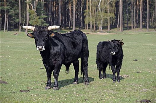 野牛,歐洲野牛