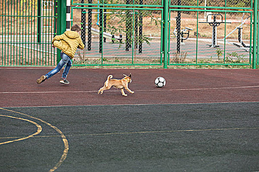 男孩,狗,玩,足球,操场