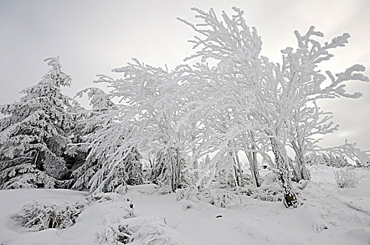 冬季风景,哈尔茨山,萨克森安哈尔特,德国,欧洲