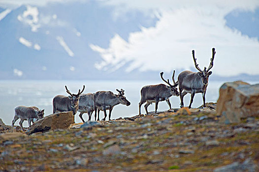 挪威,斯匹次卑尔根岛,斯瓦尔巴特群岛,驯鹿,驯鹿属,小,牧群,觅食,苔原,植被