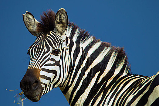 斑马,马,头像,塞伦盖蒂,裂谷省,肯尼亚,非洲