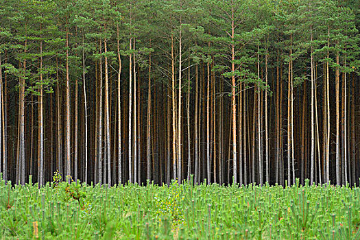 松树,树林,生物保护区,萨克森,德国
