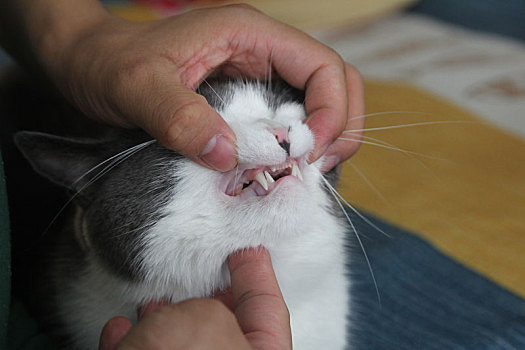 猫黄牙齿