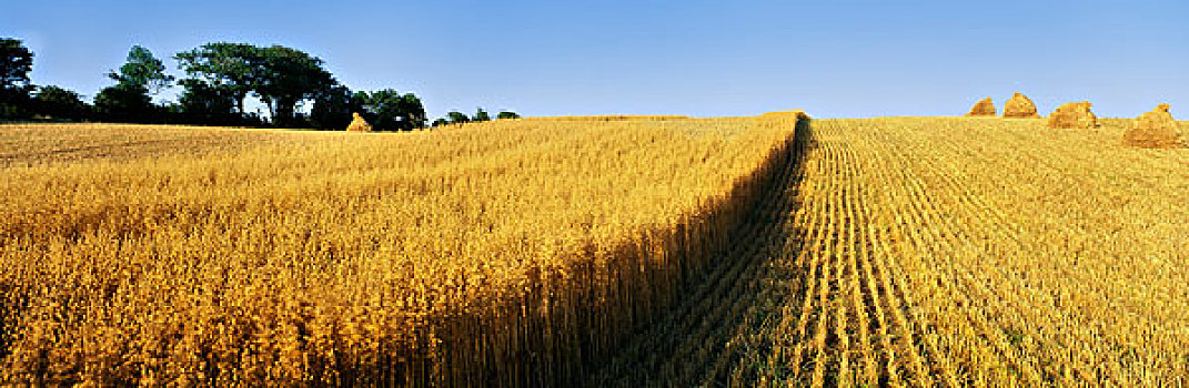 燕麦,作物,风景,黎明,北爱尔兰