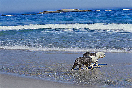 两只,狗,走,海滩