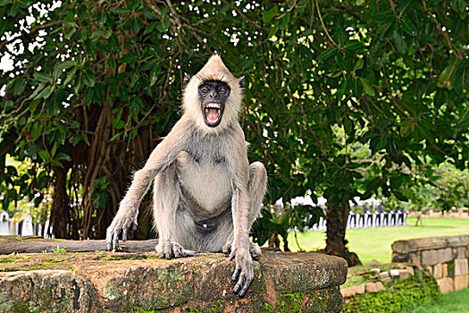 灰色,叶猴,哈奴曼,雄性,阿努拉德普勒,北方,中央省,斯里兰卡,亚洲
