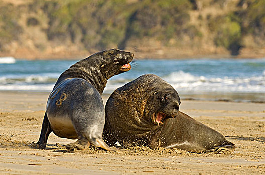 海狮,两个,成年,争斗,海滩,卡特林斯,南岛,新西兰