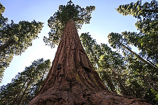 红杉,美洲杉,巨杉,小树林,优胜美地国家公园,加利福尼亚,美国,北美