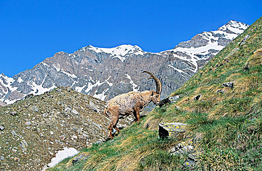 阿尔卑斯野山羊,羱羊,公牛,放牧,草场,长,冬天,高山,动物