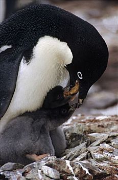 阿德利企鹅,父母,进食,幼禽,南,奥克尼群岛,南极
