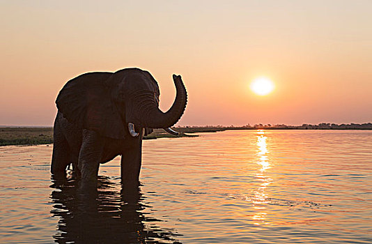 非洲象,雄性动物,日落,乔贝,河,乔贝国家公园,博茨瓦纳,非洲