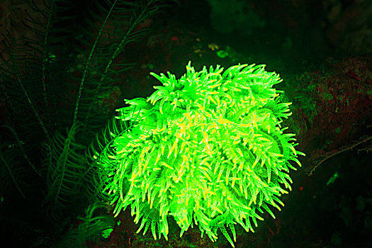 自然,水下,红色,海绵,绿色,硬珊瑚,捕获,特别,紫外线,阻挡,屏障,过滤,夜晚,潜水,岛屿,班达海,印度尼西亚