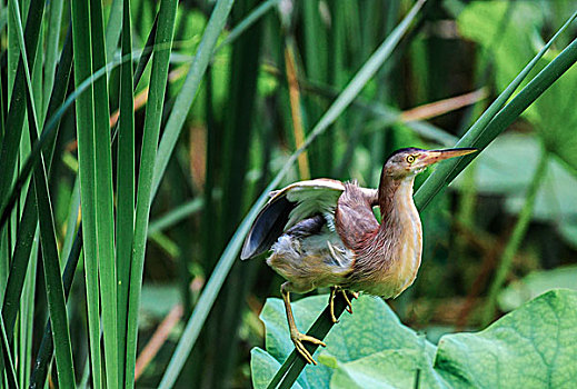 黄苇鳽yellowreed