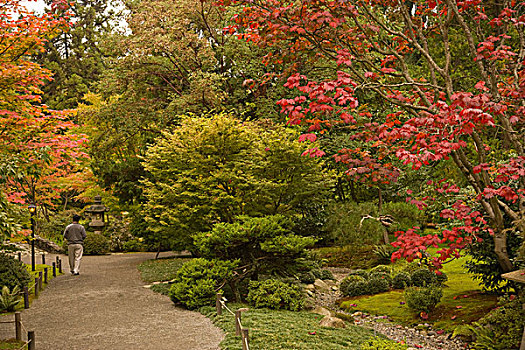 日式庭园,公园,秋色,西雅图,华盛顿,美国
