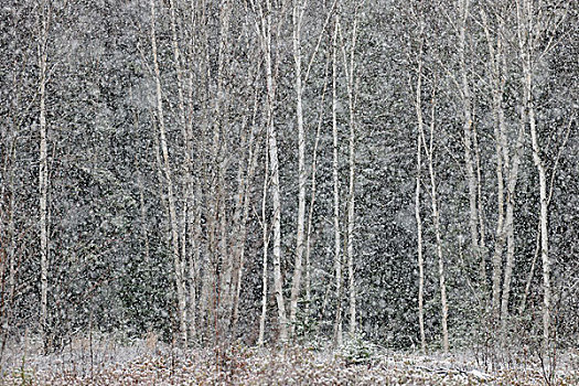云杉,桦树,暴风雪,边缘,草地,萨德伯里,安大略省,加拿大