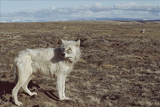 北极狼,狼,幼小,艾利斯摩尔岛,加拿大