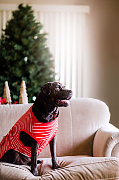 宠物,狗,t恤,沙发,圣诞树,背景
