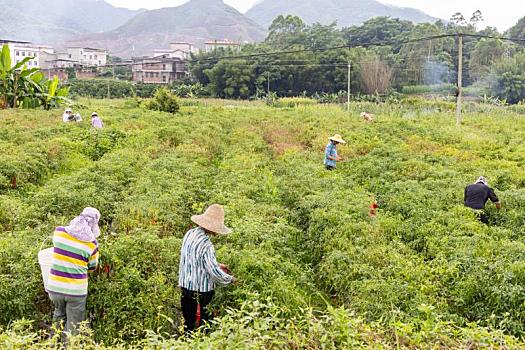 中国广西蒙山县蔬菜基地引领全县蔬菜生产