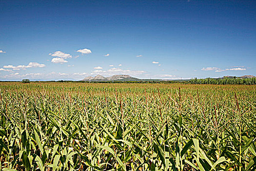 玉米田,玉米,培育,靠近,朋友,转弯,加泰罗尼亚,西班牙,欧洲