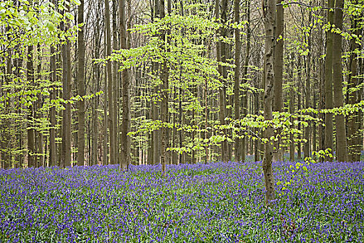 野风信子,蓝铃花,山毛榉,树林,比利时,欧洲
