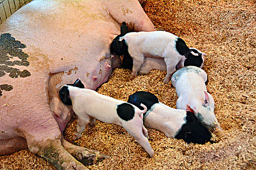 母猪,吸吮,小猪,俄勒冈,塞勒姆,美国