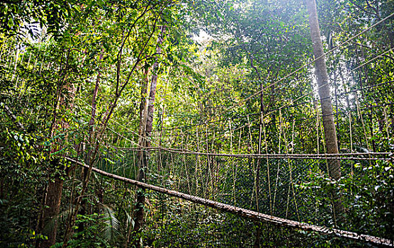 吊桥,丛林,树荫,人行道,马来西亚,亚洲