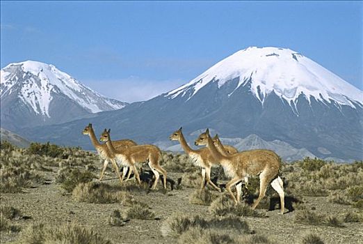 小羊驼,家族,牧群,安第斯,雪冠,火山,背景,拉乌卡国家公园,智利