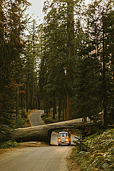男人,驾驶,野营车,秋天,美洲杉,红杉国家公园,加利福尼亚,美国