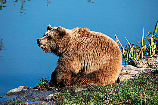 棕熊,水,反射,户外,围挡,巴伐利亚,德国,欧洲