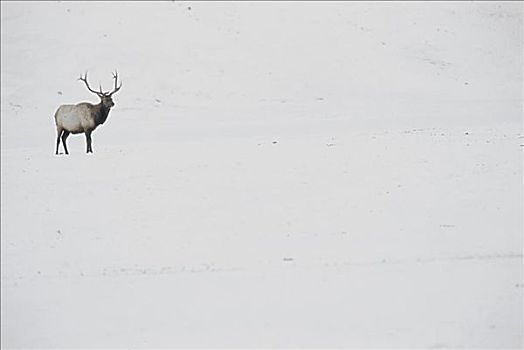 麋鹿,国家麋鹿保护区,怀俄明,美国