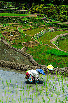 人,收获,世界遗产,稻米梯田,巴纳韦,北方,吕宋岛,菲律宾
