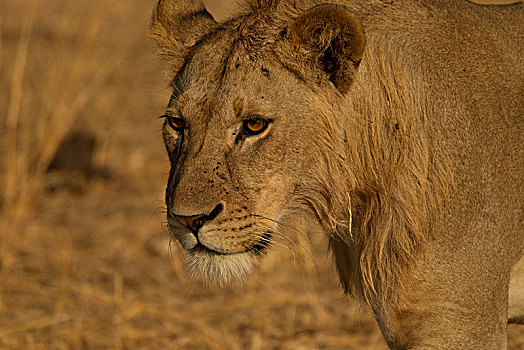 狮子,幼兽,雄性,塔兰吉雷国家公园,坦桑尼亚